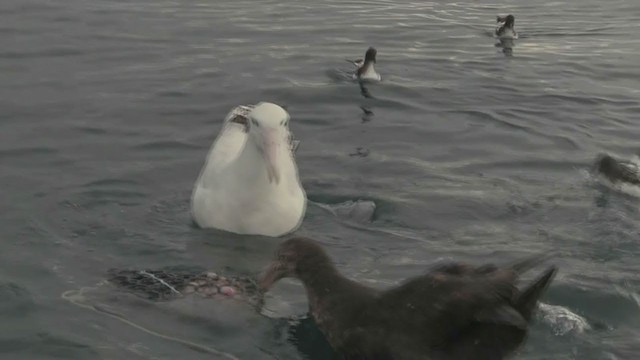 albatros Sanfordův/královský - ML211397531