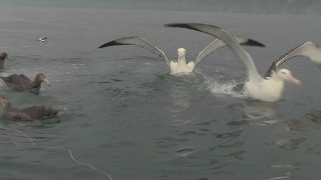 Albatros hurleur, A. de Tristan da Cunha ou A. des Antipodes - ML211397591