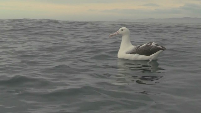 albatros Sanfordův/královský - ML211397631