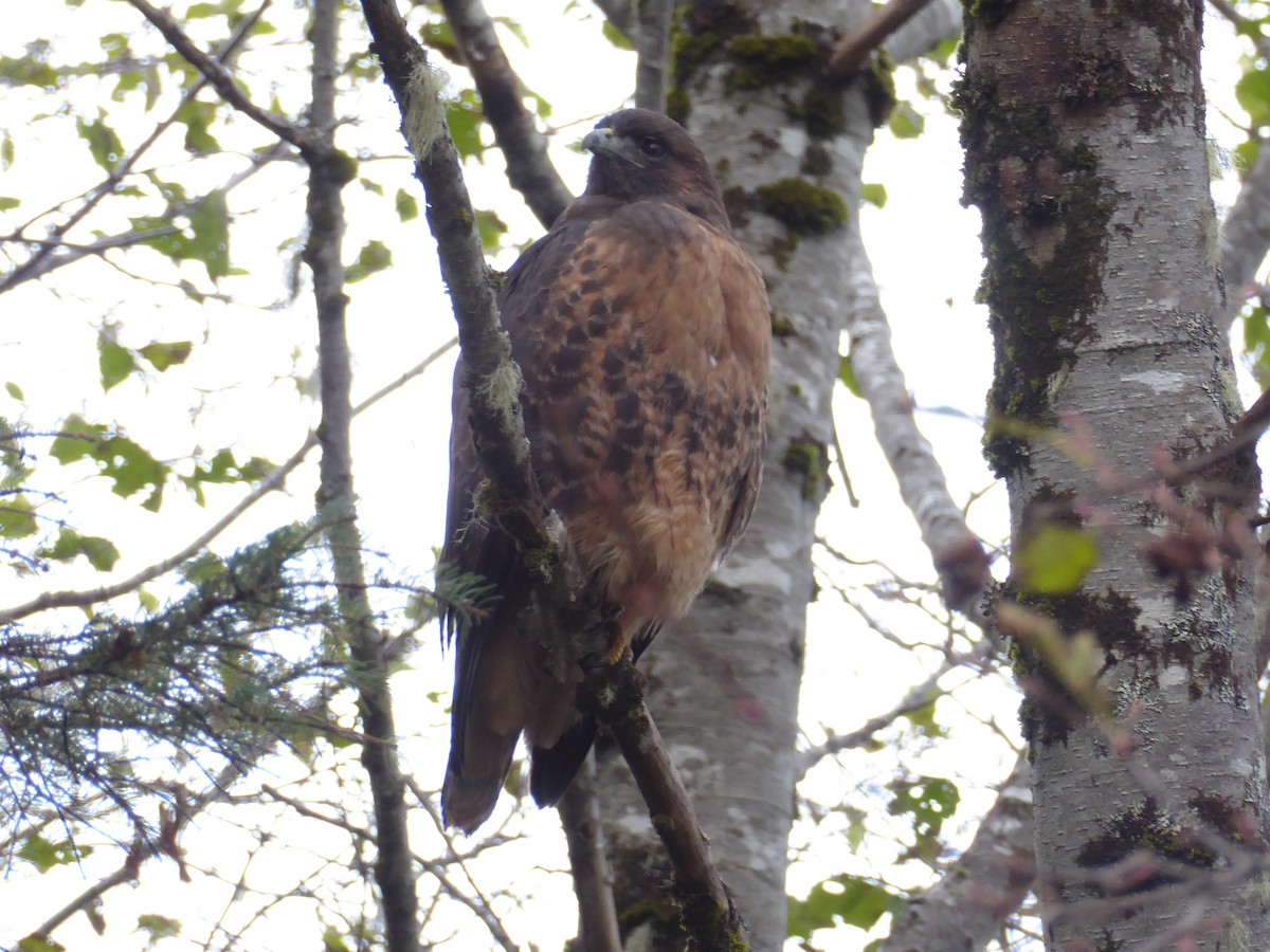 Red-tailed Hawk - ML21140221