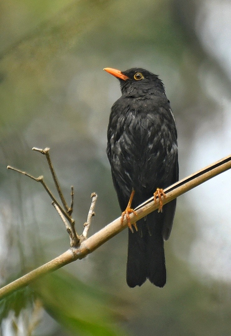 Gray-winged Blackbird - Renuka Vijayaraghavan