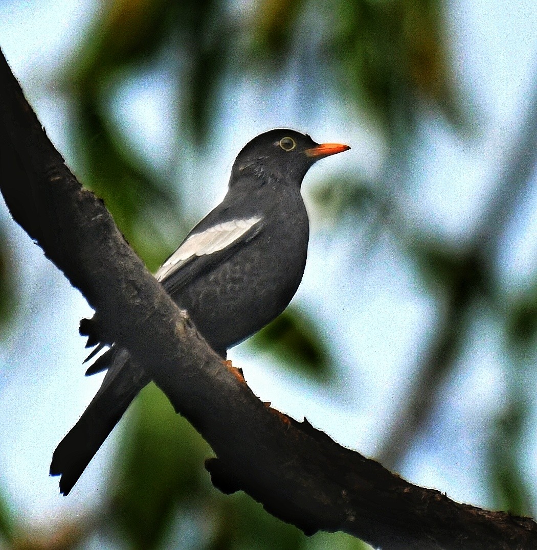 Gray-winged Blackbird - ML211402981