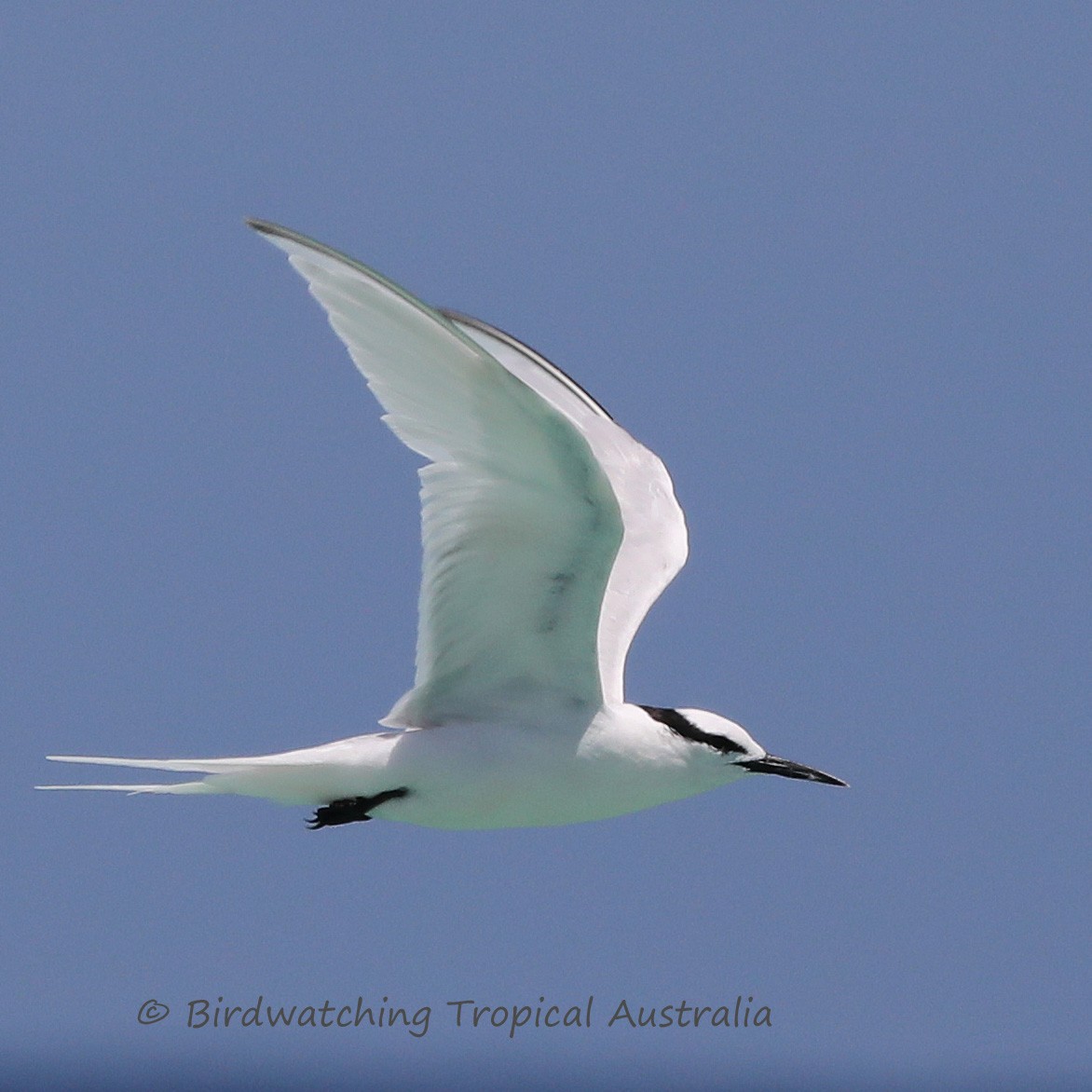 Black-naped Tern - Doug Herrington || Birdwatching Tropical Australia Tours