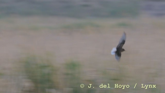 White-winged Tern - ML211410311