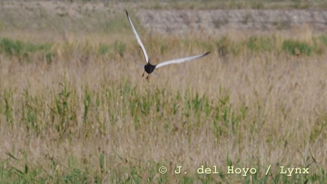White-winged Tern - ML211411601