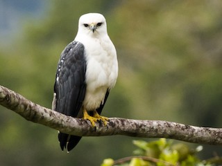 Mantled Hawk - eBird