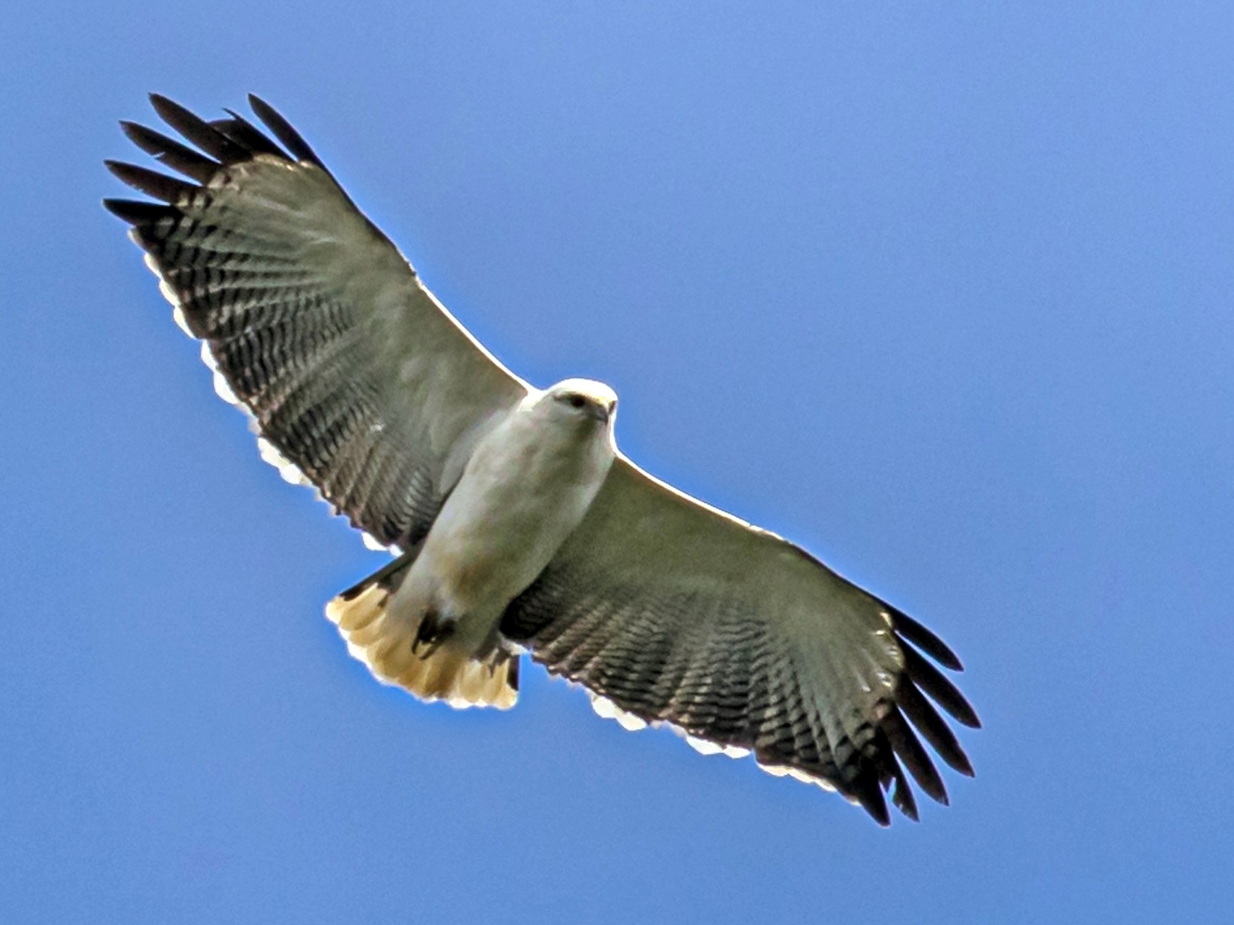 Mantled Hawk - eBird
