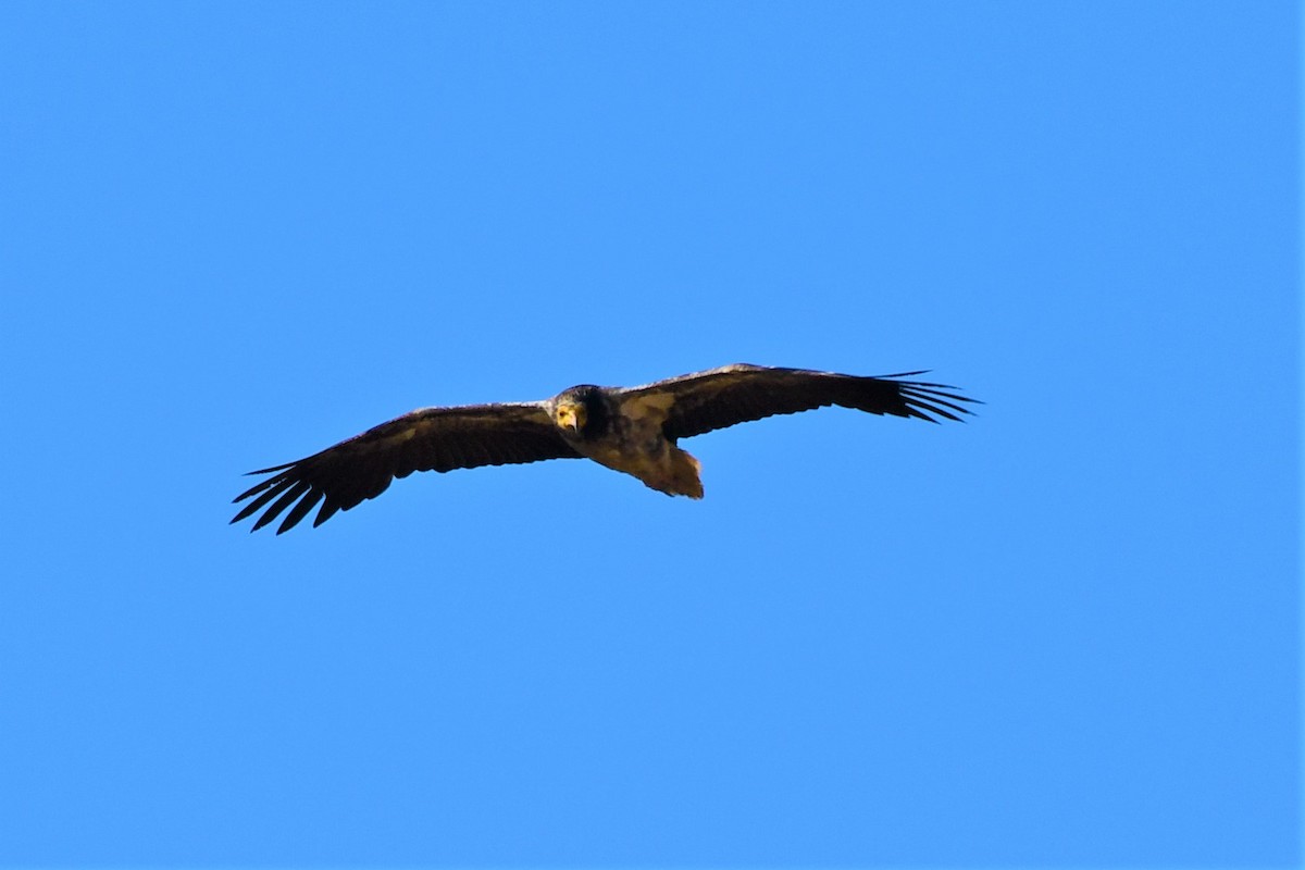 Egyptian Vulture - ML211418561
