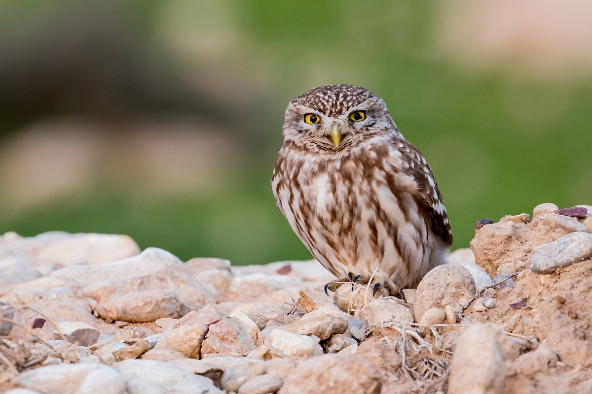 Little Owl - Dorna Mojab