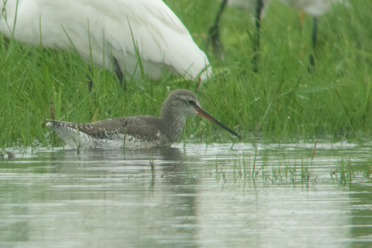 Spotted Redshank - Dave Bakewell