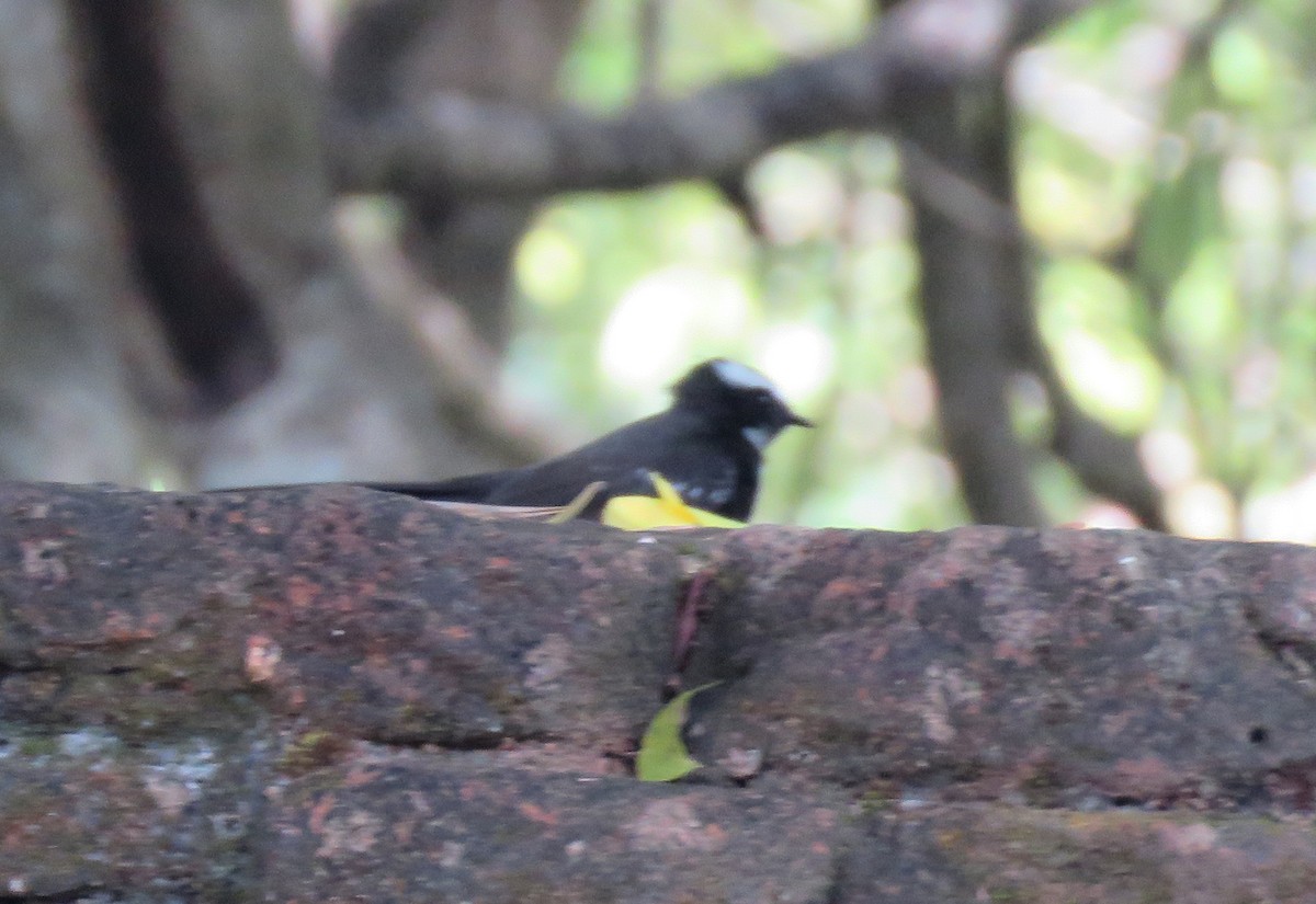 White-browed Fantail - ML211425741