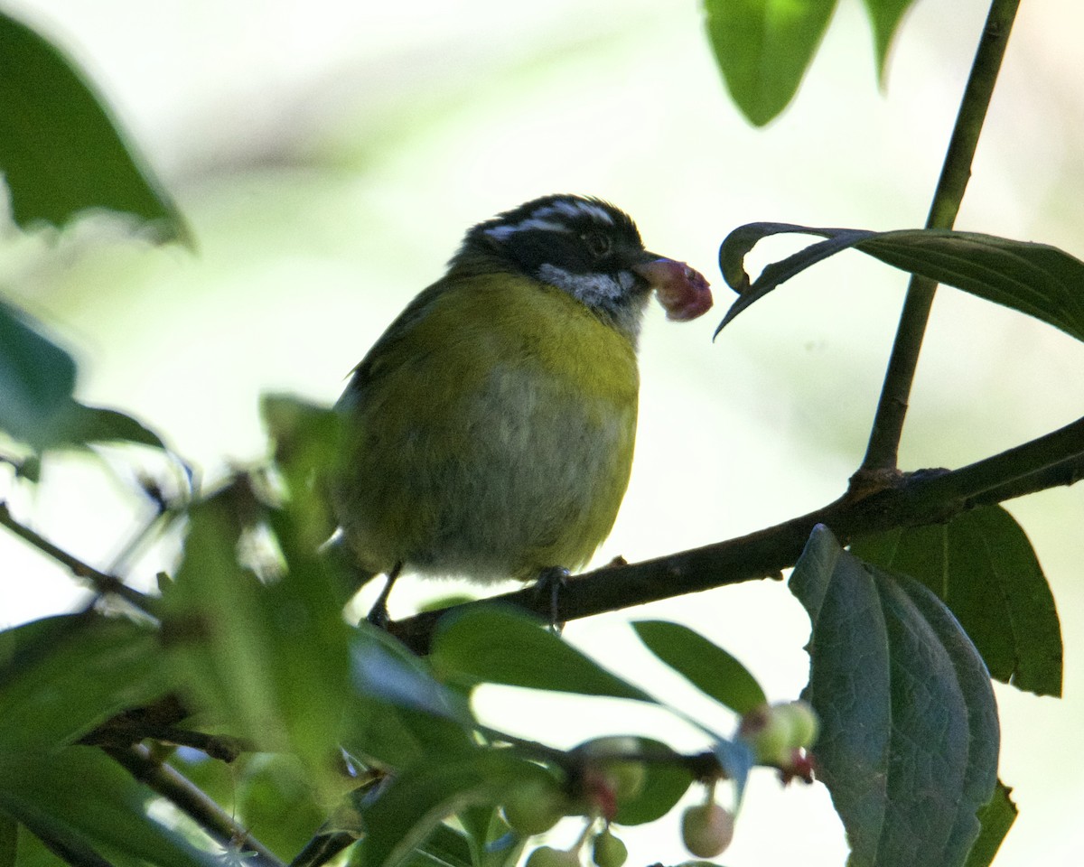 Sooty-capped Chlorospingus - ML211425771