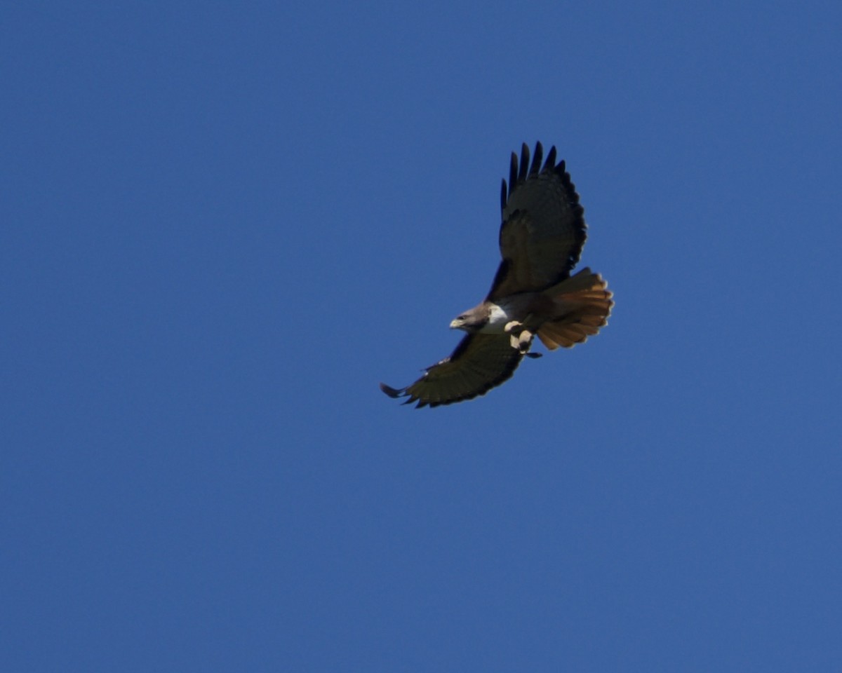 Red-tailed Hawk - ML211426461