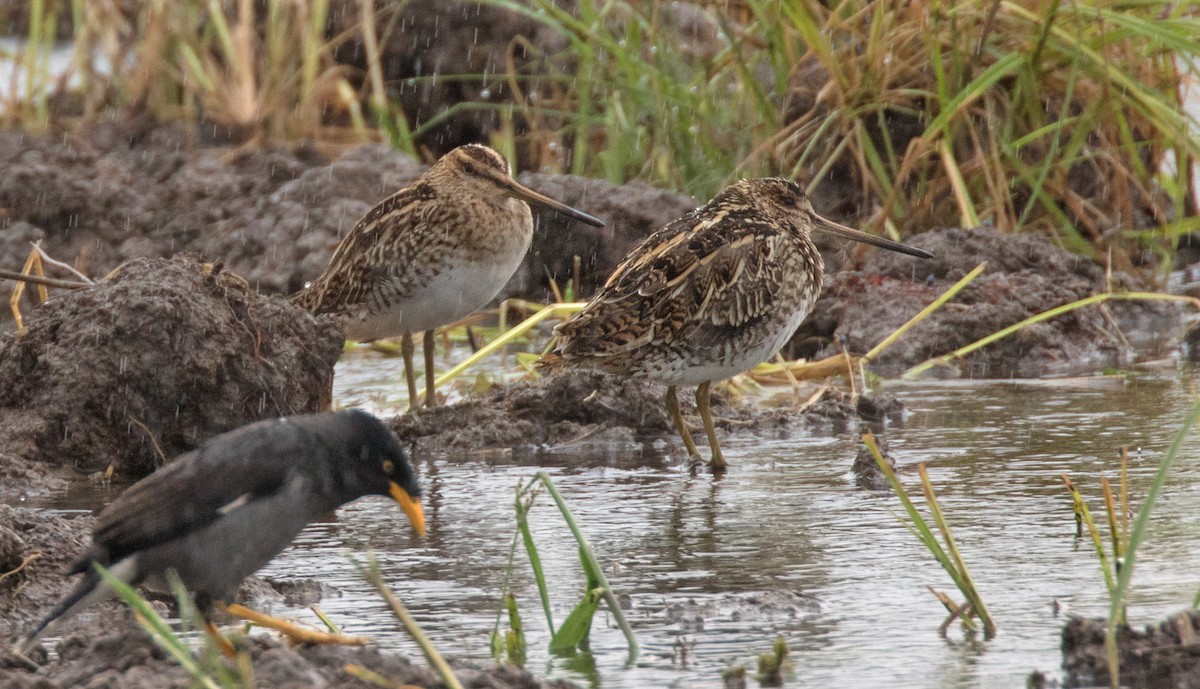 Common Snipe - Dave Bakewell