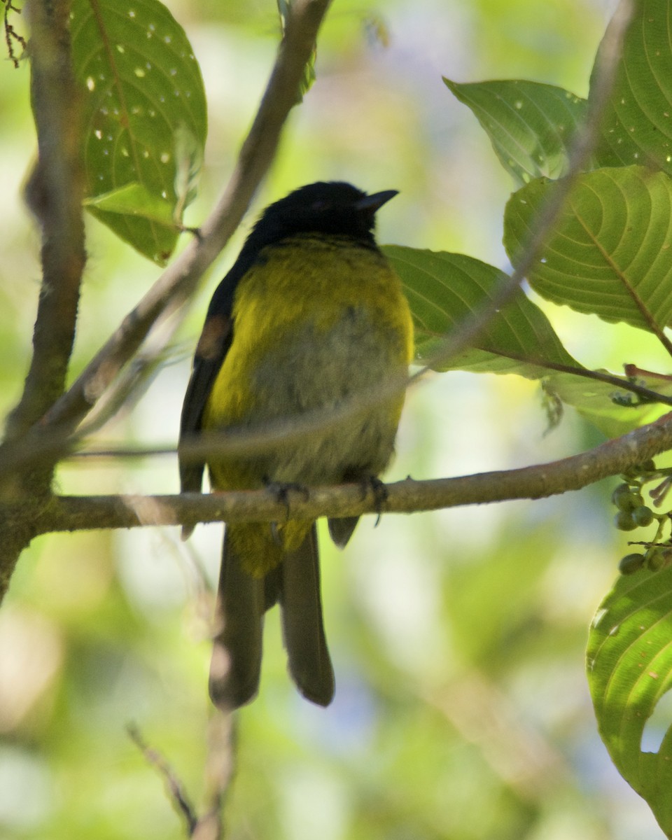 Black-and-yellow Silky-flycatcher - ML211427021