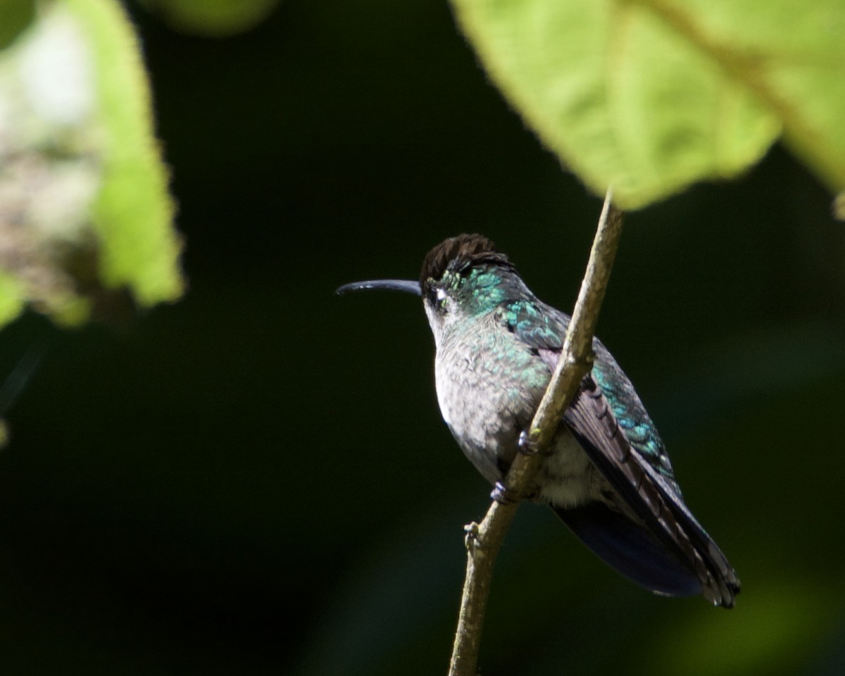Talamanca Hummingbird - Larry Waddell