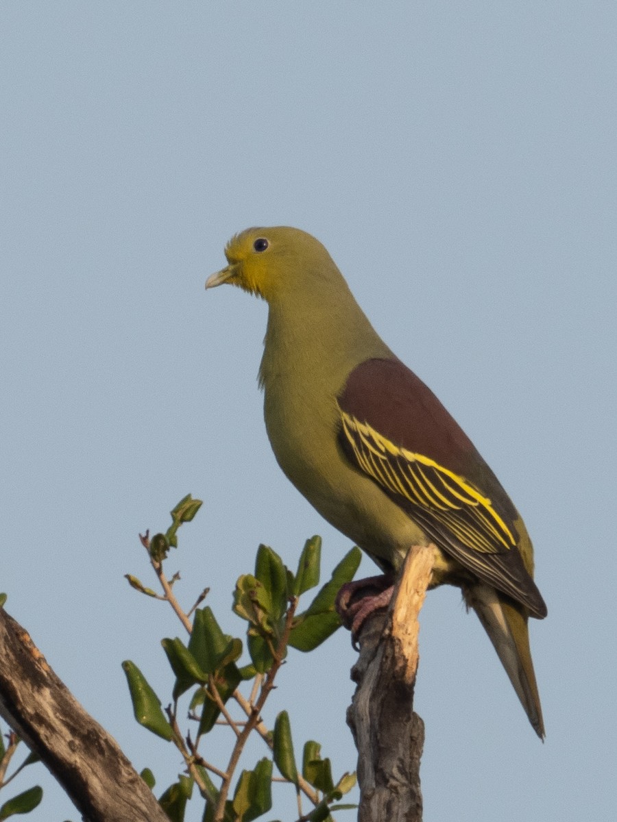 Sri Lanka Green-Pigeon - William Stephens