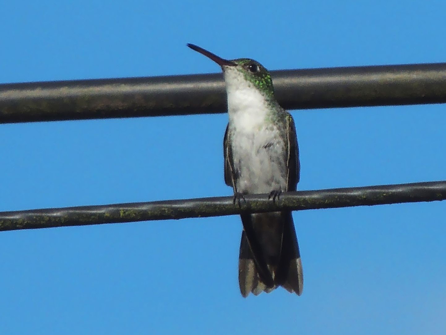Green-and-white Hummingbird - Jorge Tiravanti
