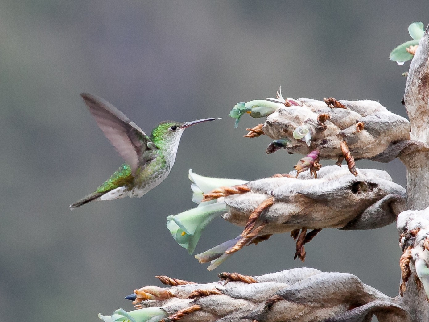 Green-and-white Hummingbird - Mark Faherty