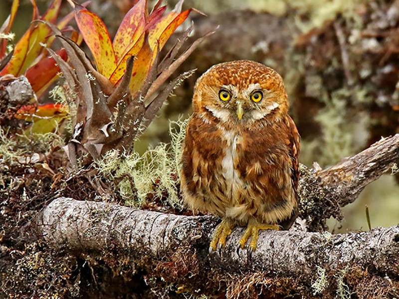 Yungas Pygmy-Owl - Roger Ahlman