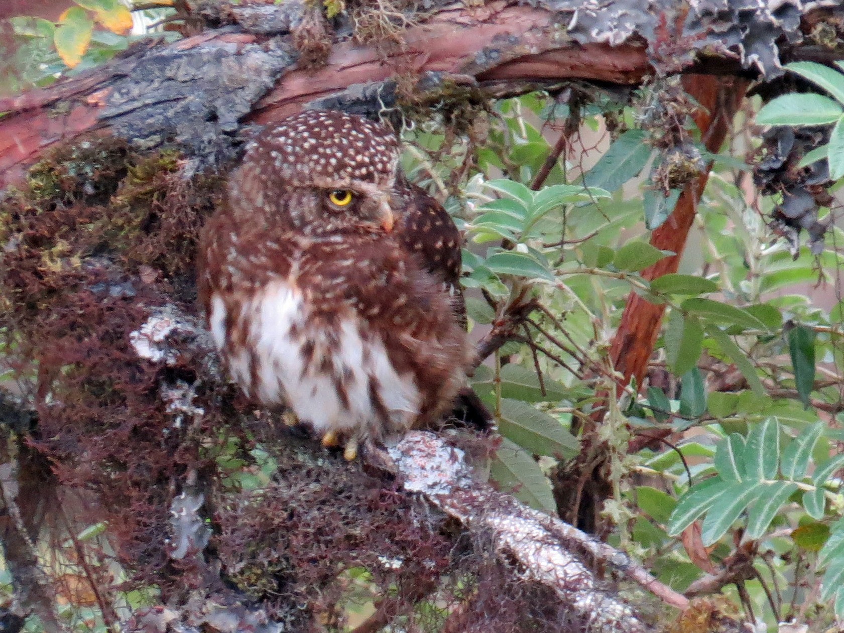 Yungas Pygmy-Owl - Fred Peters