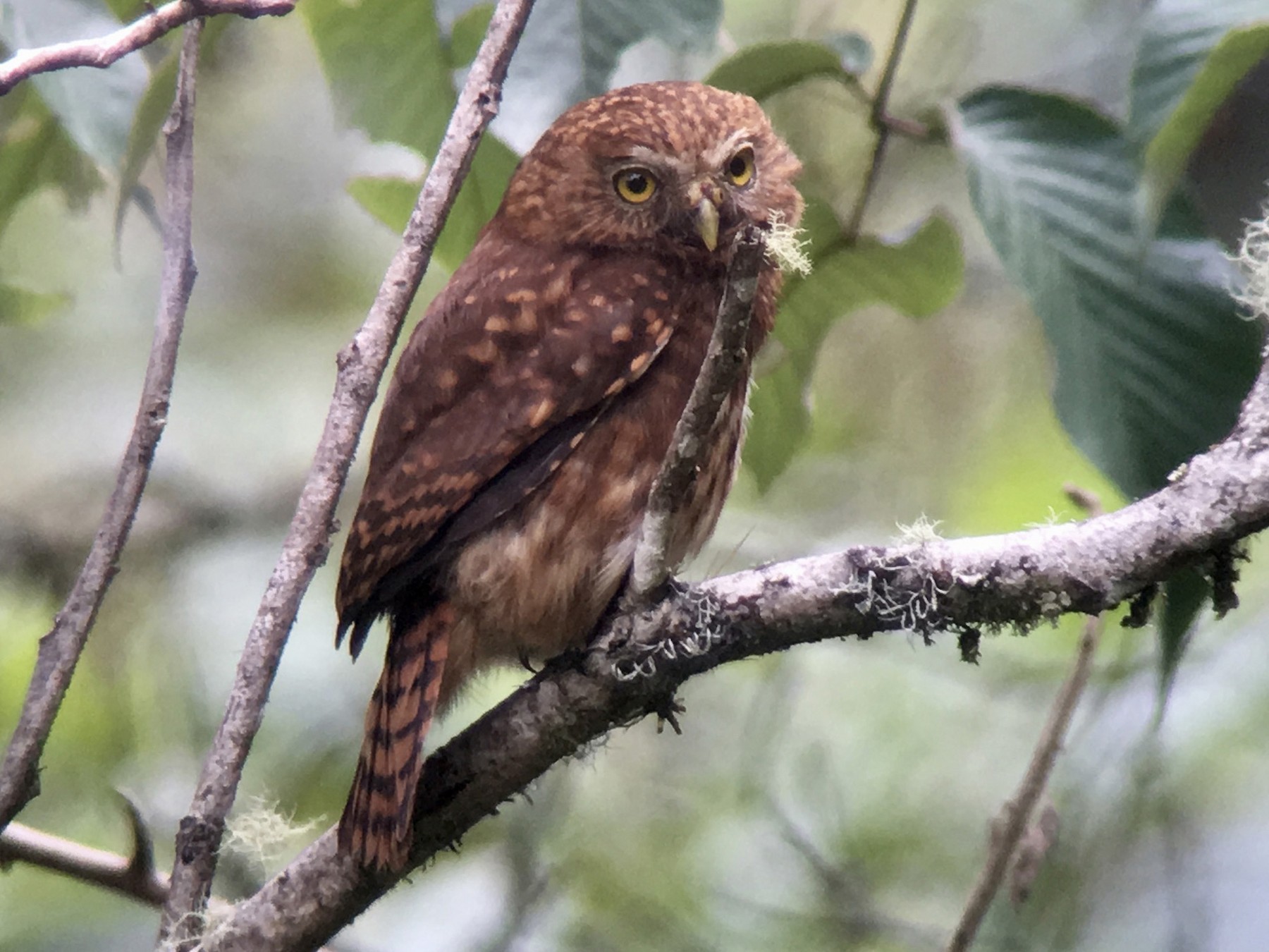 Yungas Pygmy-Owl - Laura Blutstein