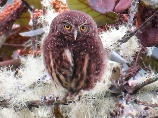  - Yungas Pygmy-Owl