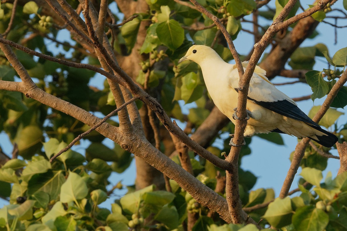 Pied Imperial-Pigeon - ML211434041
