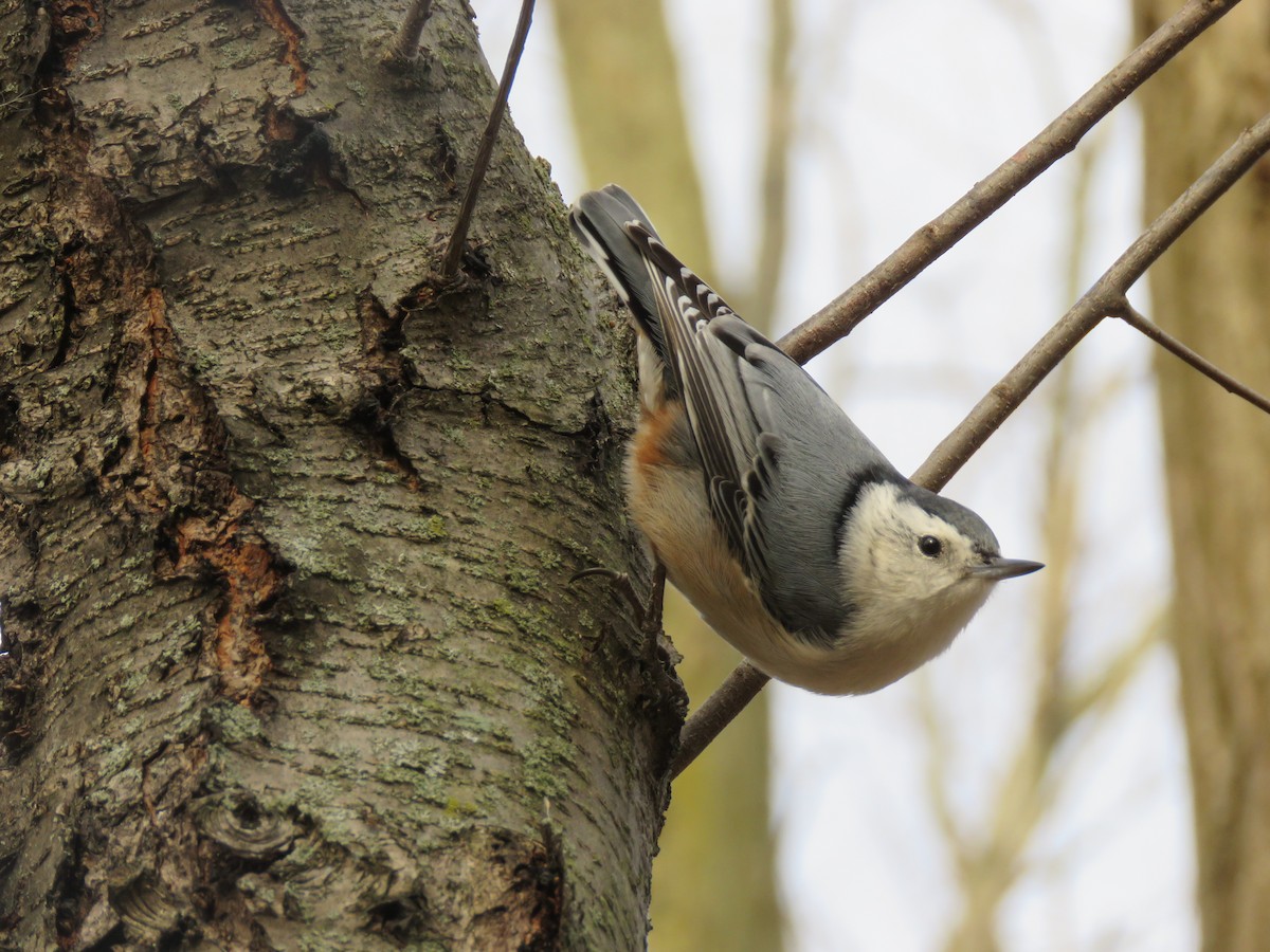 White-breasted Nuthatch - ML211435961