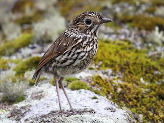  - Stripe-headed Antpitta