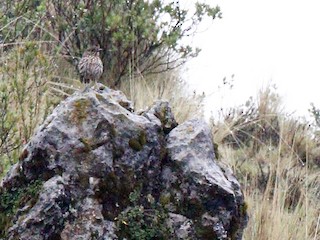  - Stripe-headed Antpitta