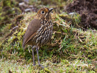  - Stripe-headed Antpitta