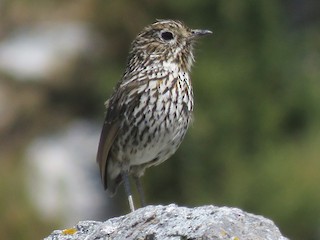  - Stripe-headed Antpitta