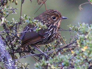  - Stripe-headed Antpitta
