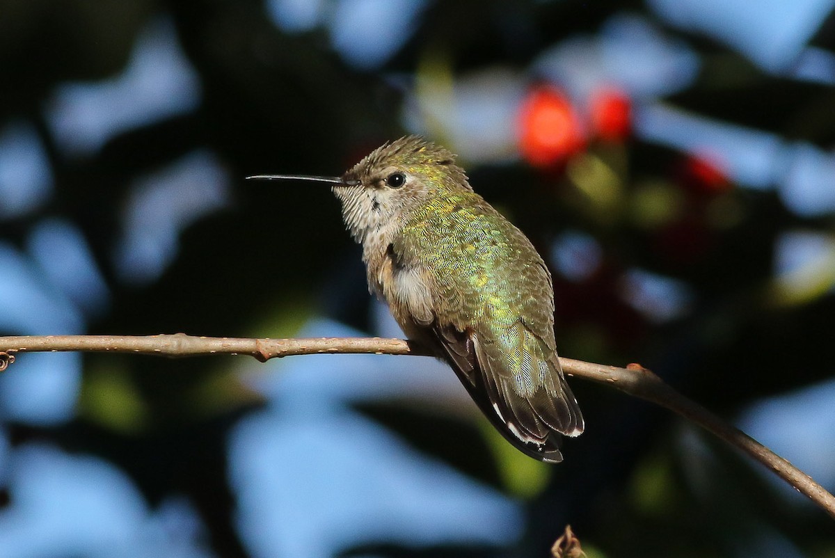 Calliope Hummingbird - Michael O'Brien