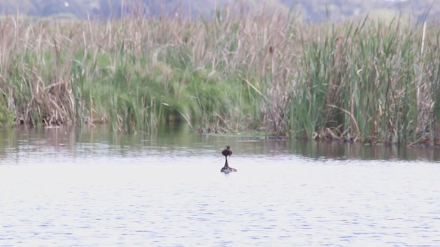 Great Crested Grebe - ML211441961