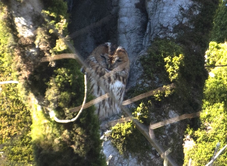 Tawny Owl - ML211443191