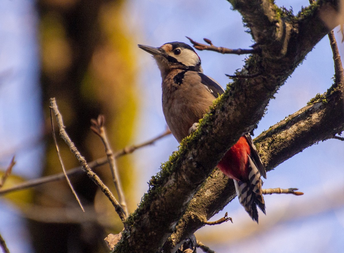 Great Spotted Woodpecker (poelzami) - Grigory Evtukh