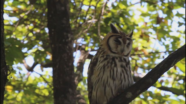 Striped Owl - ML211443971