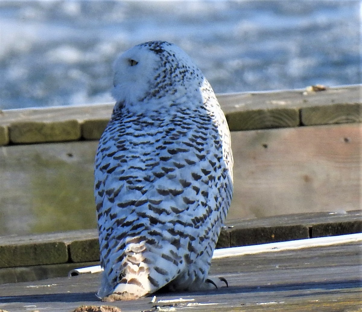 Snowy Owl - ML211444181