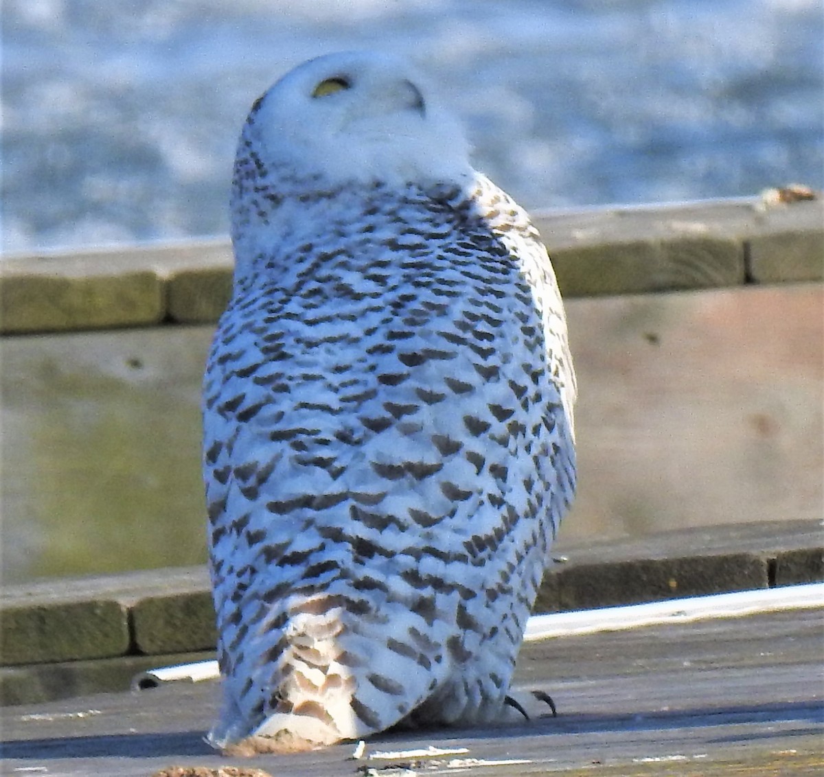 Snowy Owl - ML211444191
