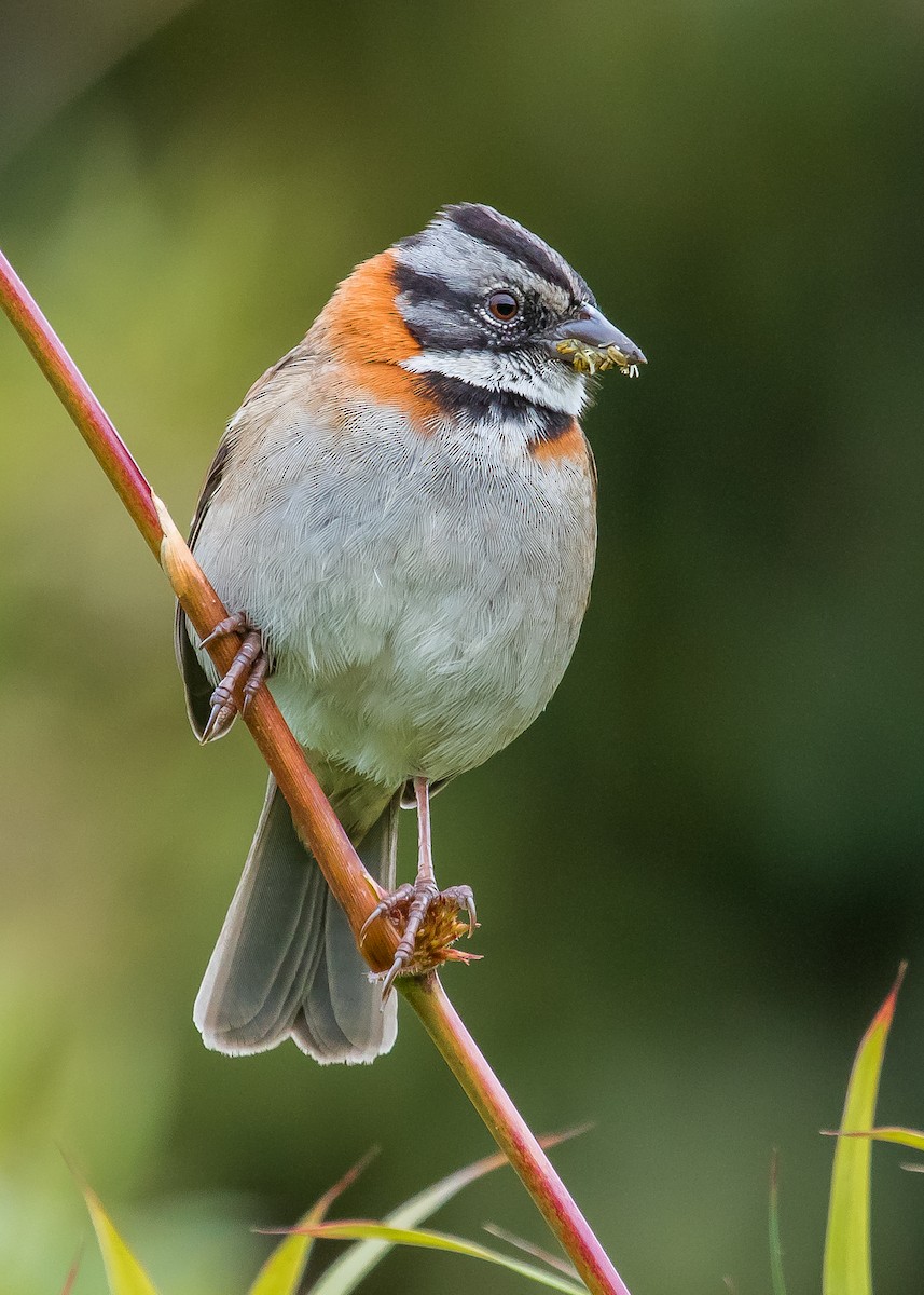 Rufous-collared Sparrow - ML211444731