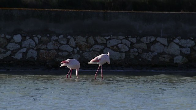 Greater Flamingo - ML211445181