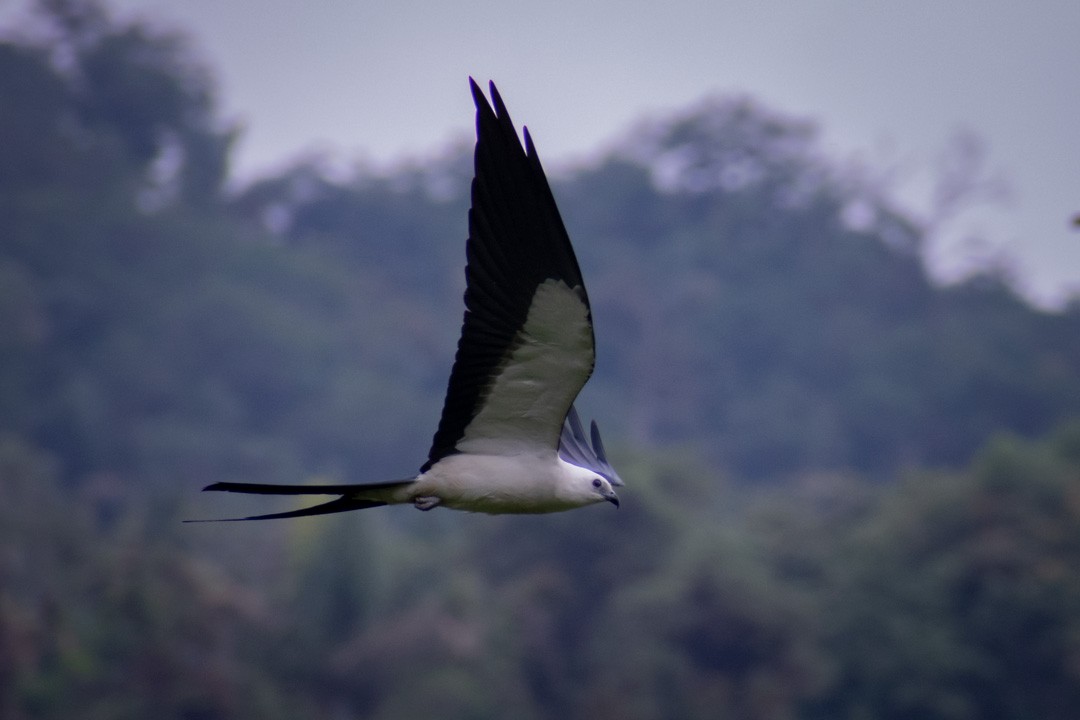 Swallow-tailed Kite - ML211447011