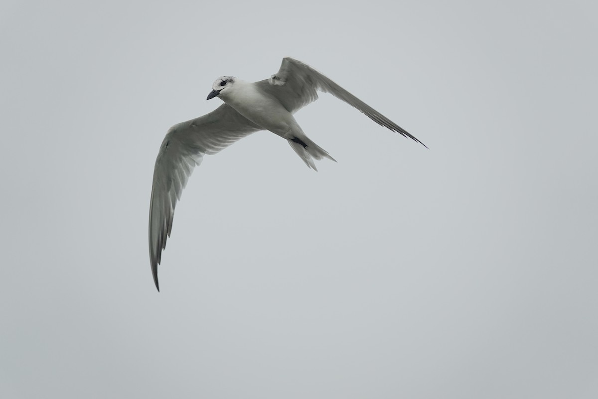 Gull-billed Tern - Scott Stafford