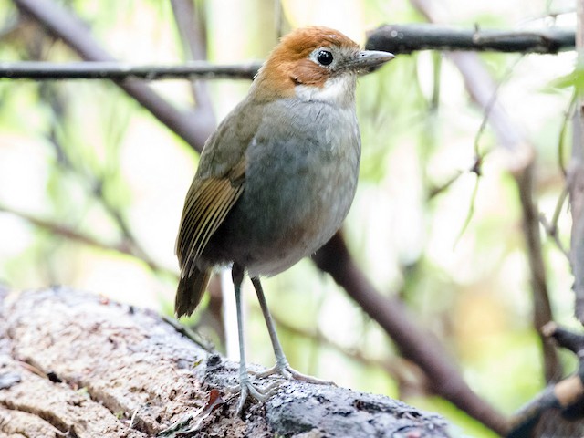  - White-throated Antpitta - 