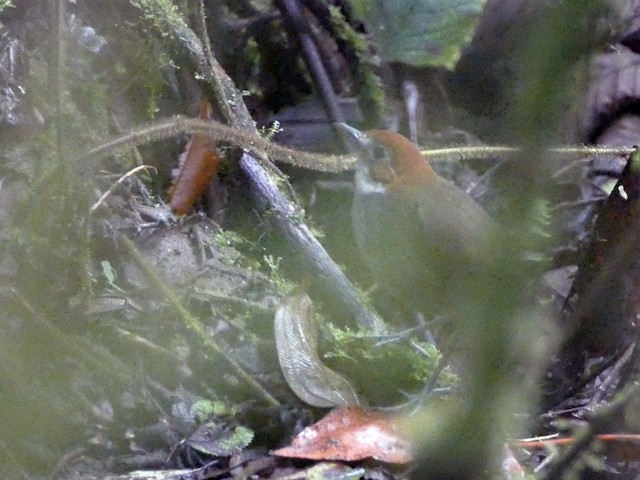  - White-throated Antpitta - 