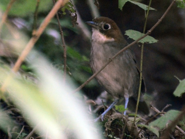  - White-throated Antpitta - 