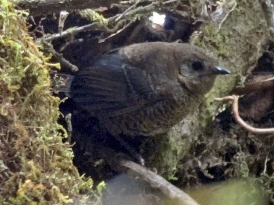 Trilling Tapaculo - Tim Forrester