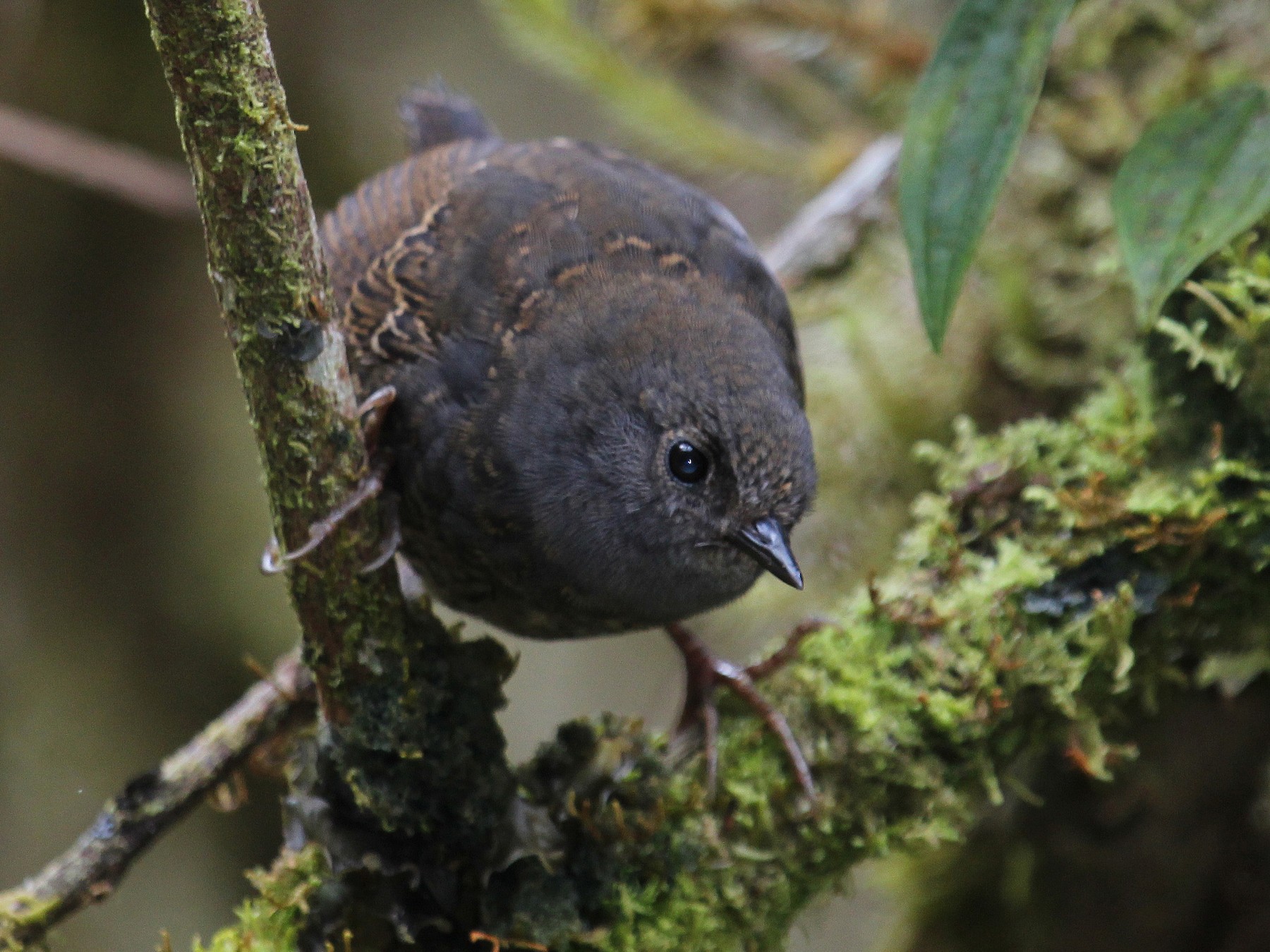 Tschudi's Tapaculo - Alexander Lees
